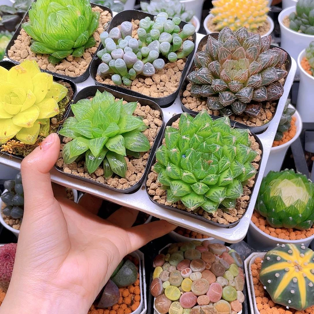 玉露六件套多肉，原盆