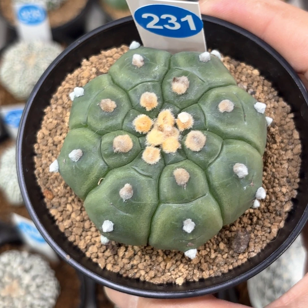 231实生龟甲兜带盆带土