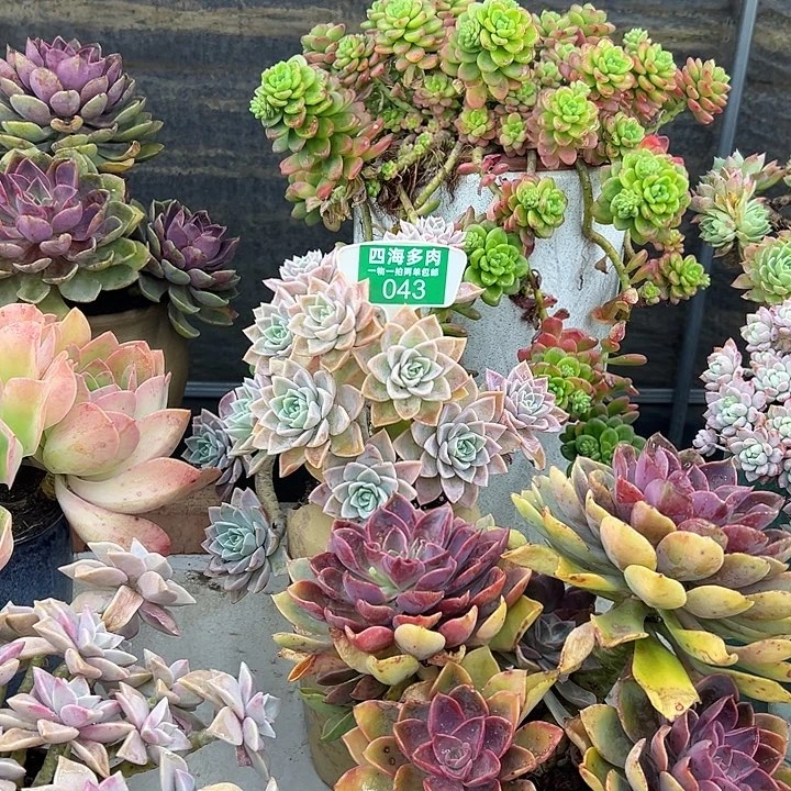 守***柔哈利多肉植物群落043