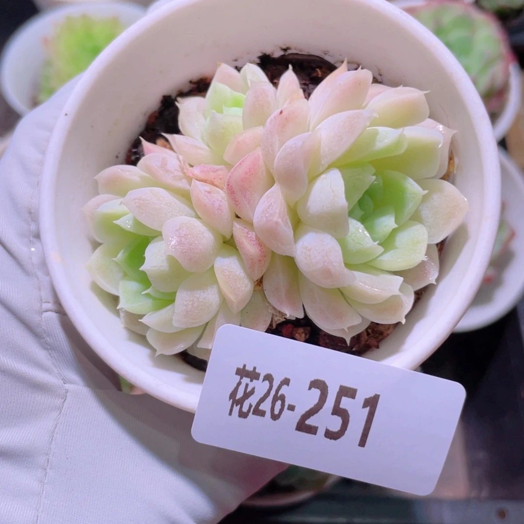 花利美26-251白月影