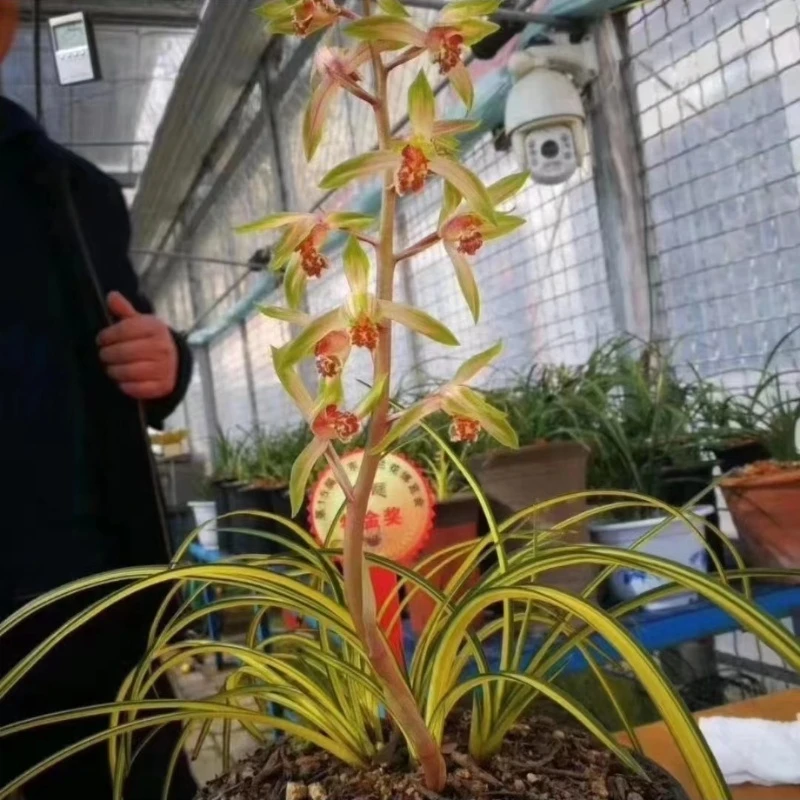 蕙兰高端艺草名品【天鹤】终身包对版 放心购买