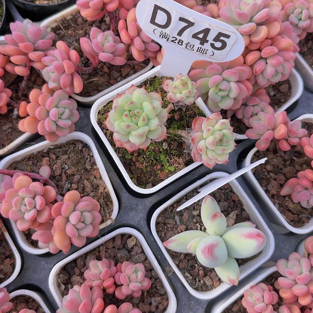 ?D745樱花一物一拍