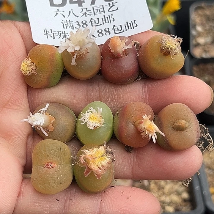 479号开播福利毛汗尼10个