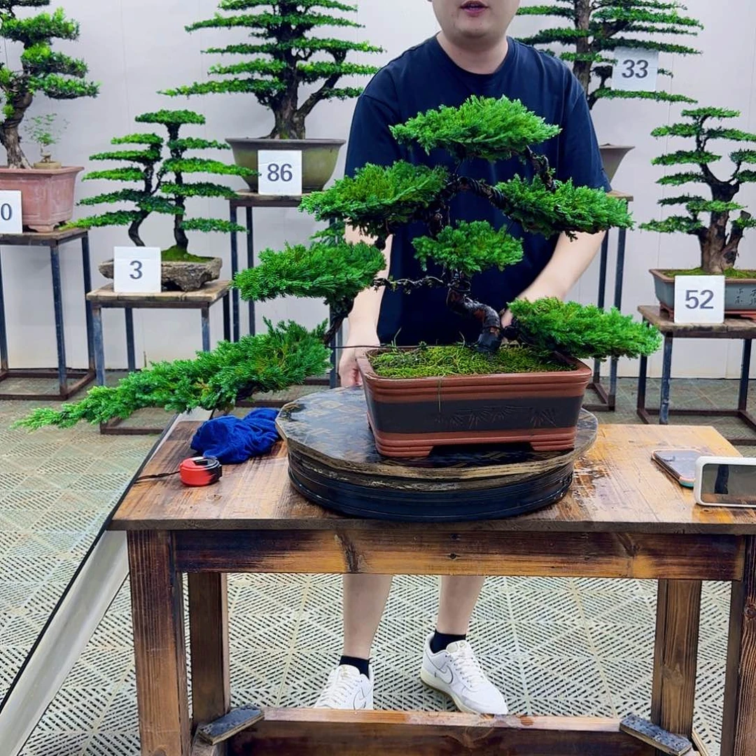 无花朵柏树造型盆景