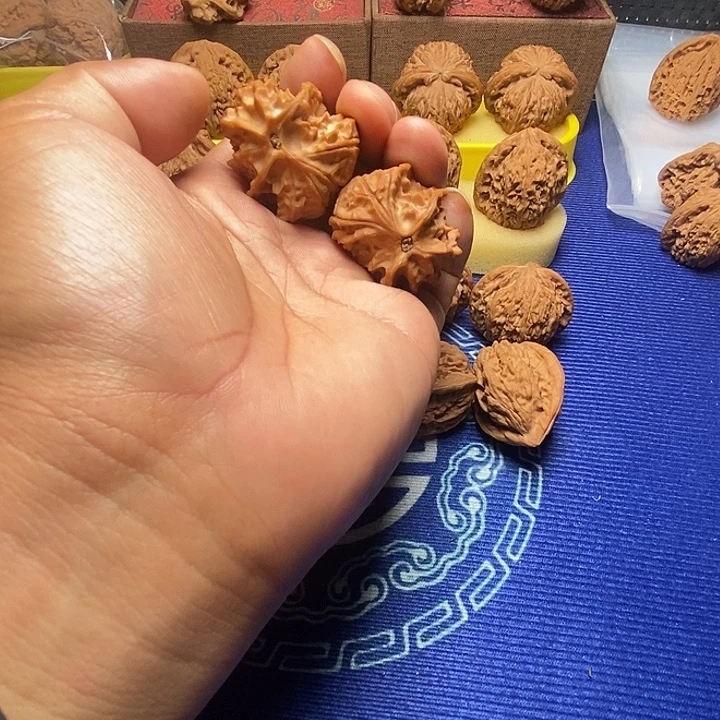 铭***尘老树苹果园小飞蛇