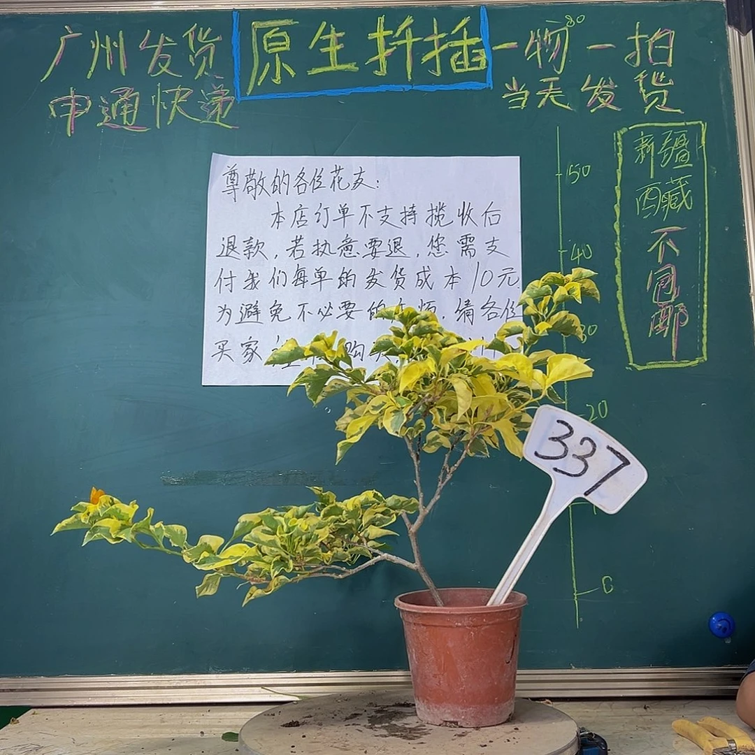 当前无花栽培后可以开花金边黄337