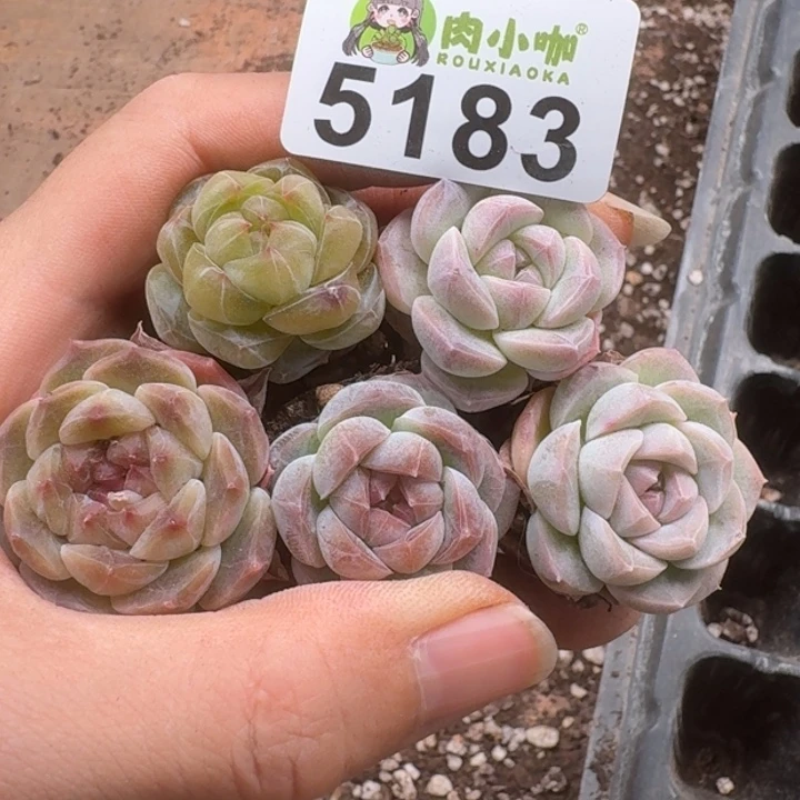 ?****妖多肉植物多肉植物