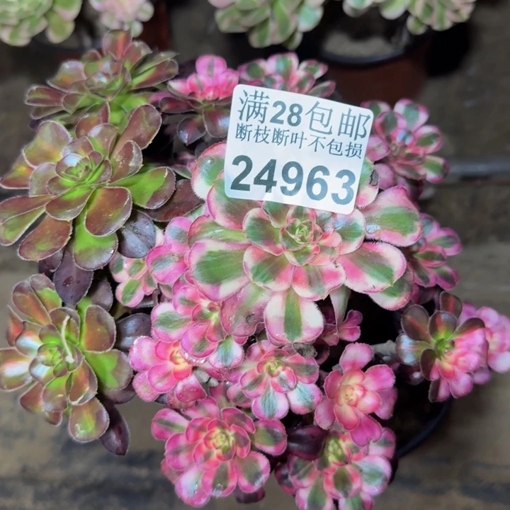 24963南初恋多肉植物