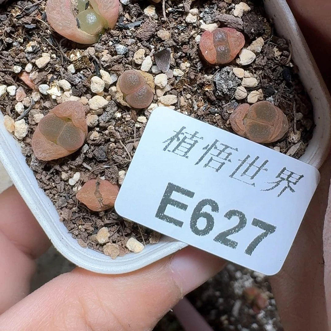 627号多肉植物哇f f
