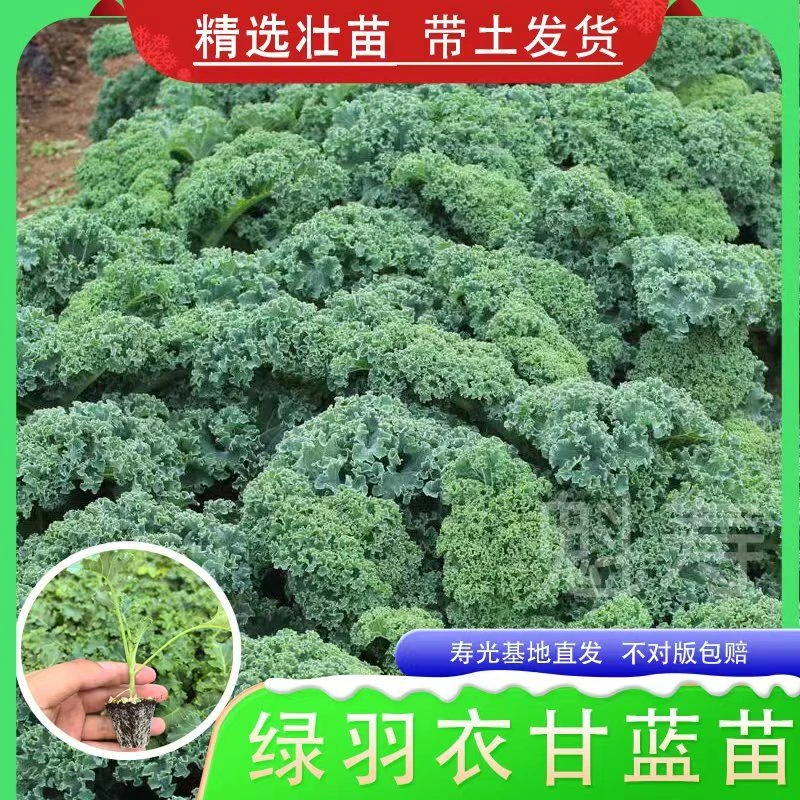 寿光超级食物羽衣甘蓝秧苗种籽耐寒绿紫粉羽衣甘蓝春秋四季盆栽