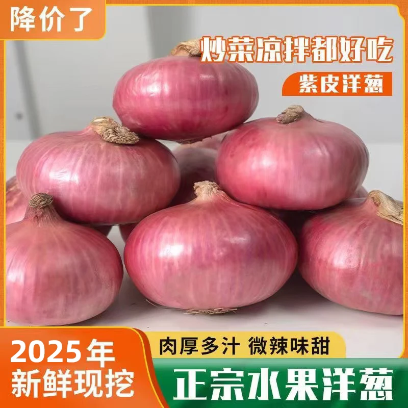 生吃脆甜扁平水果洋葱山东新鲜现挖现发5斤装紫皮圆葱头肉厚粉色