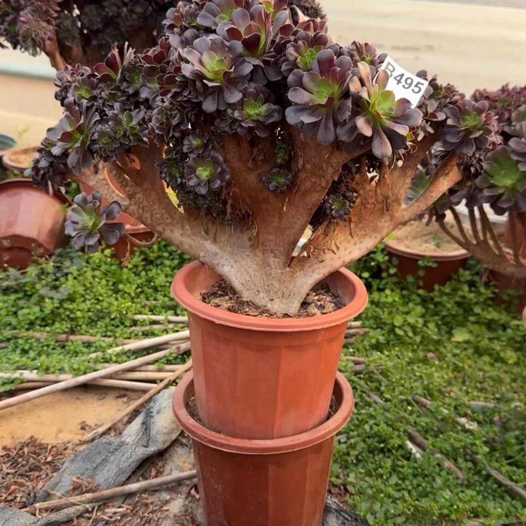 495欧紫朵朵一颗呀呀呀