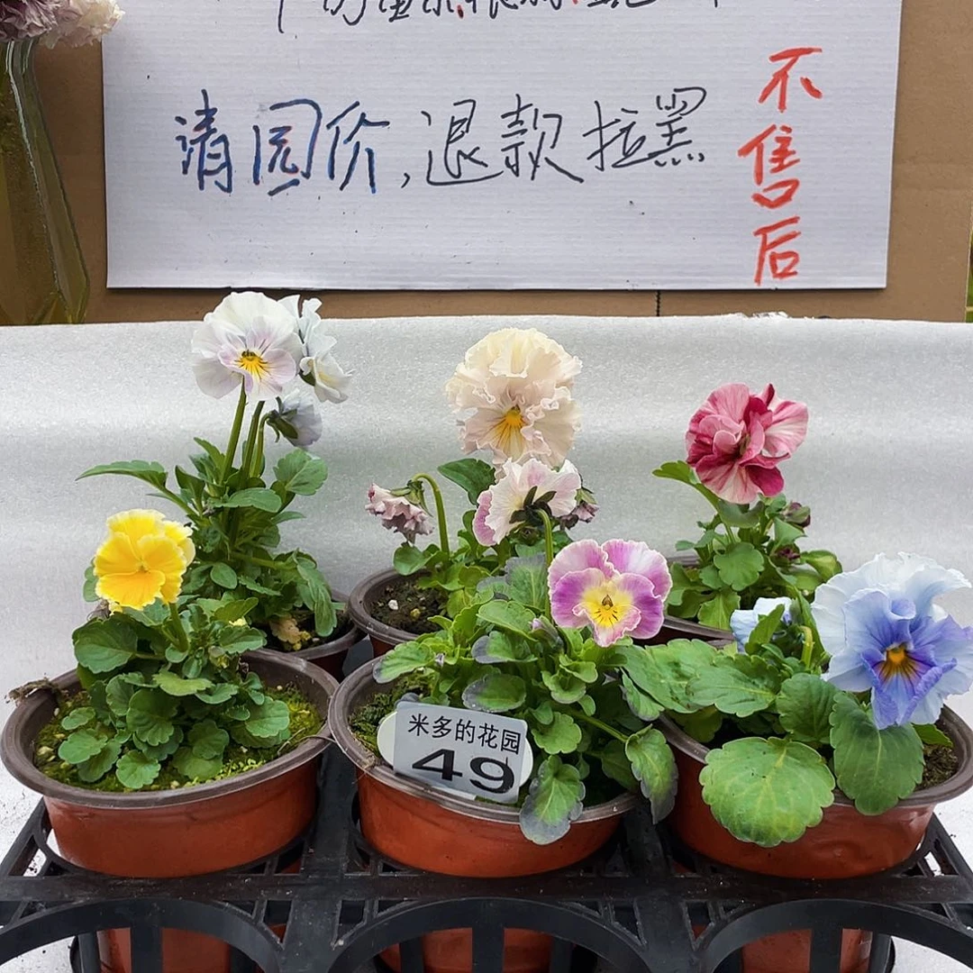 大部分花苞少量开放49