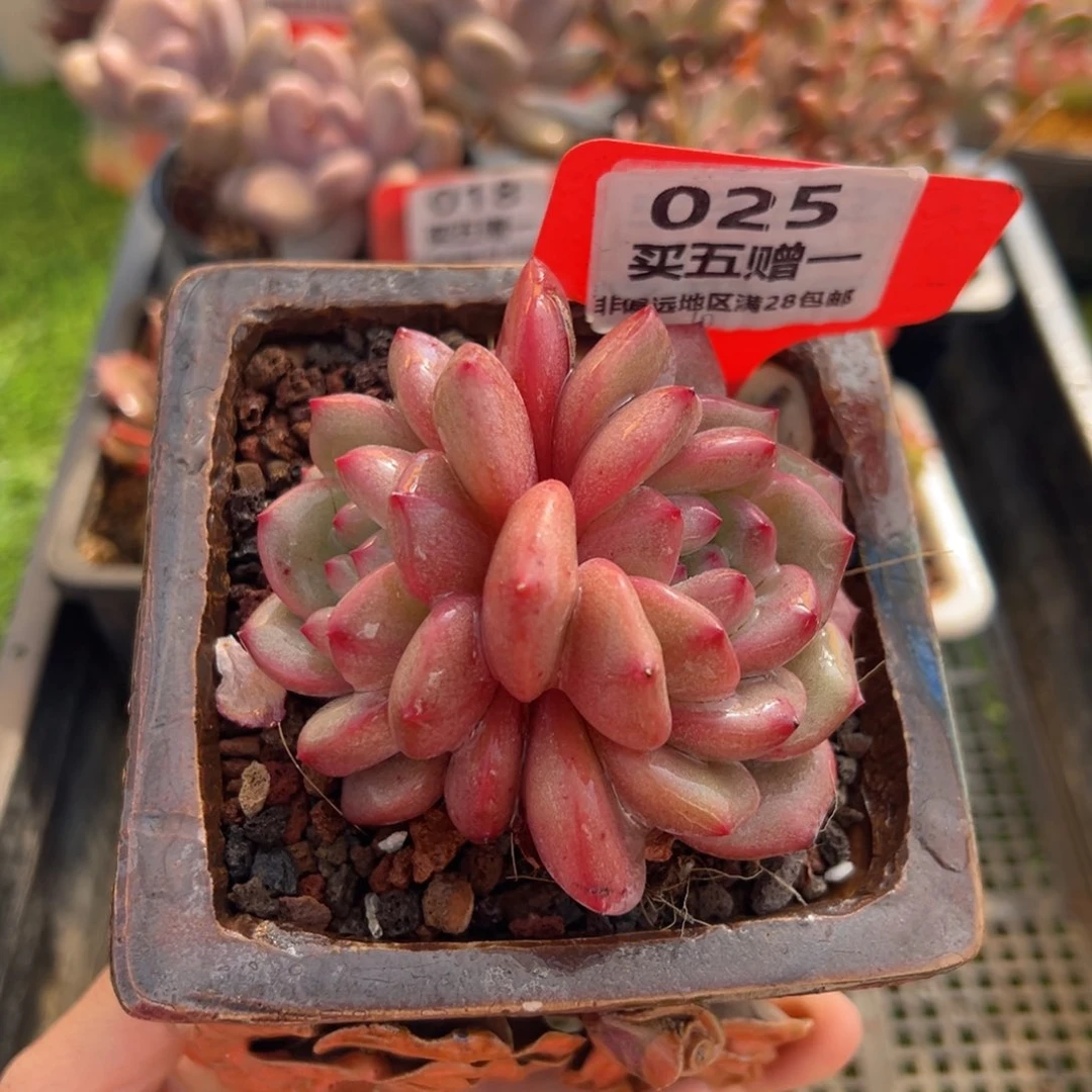 表妹精品多肉025.