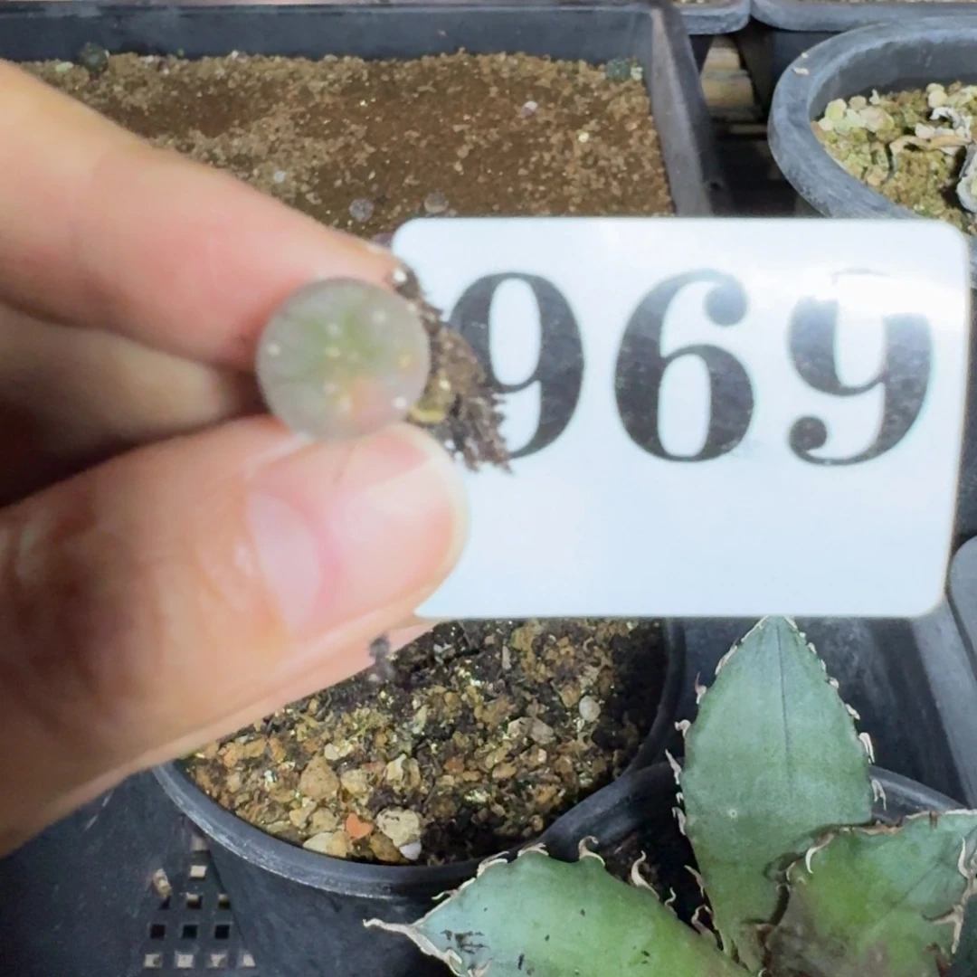 锦一物一拍多肉植物