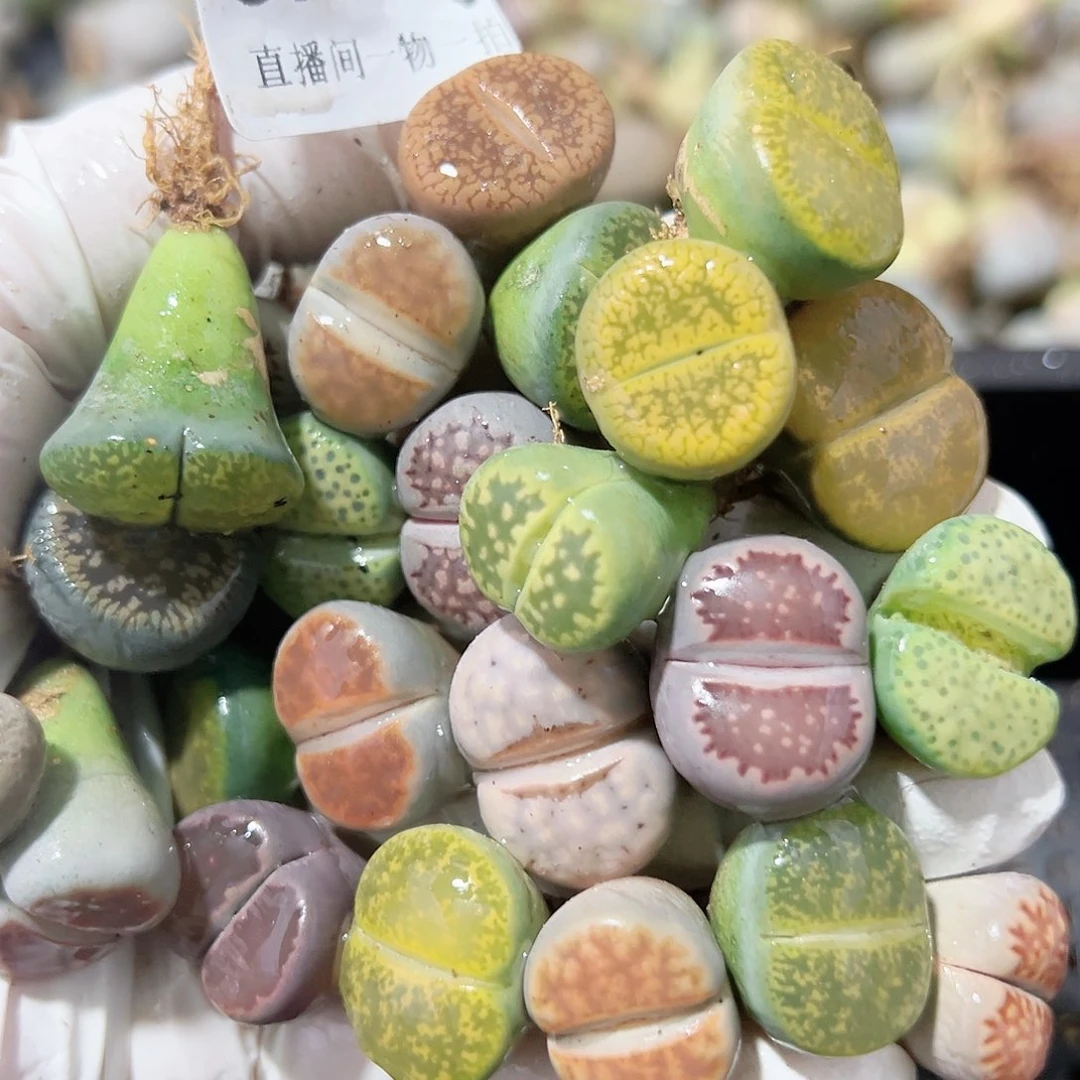 8724 好养易活生石花大母本25个1.6cm左右清框福利