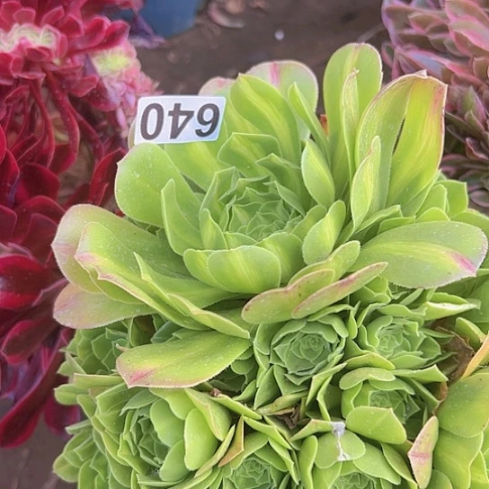 百*多肉植物一个