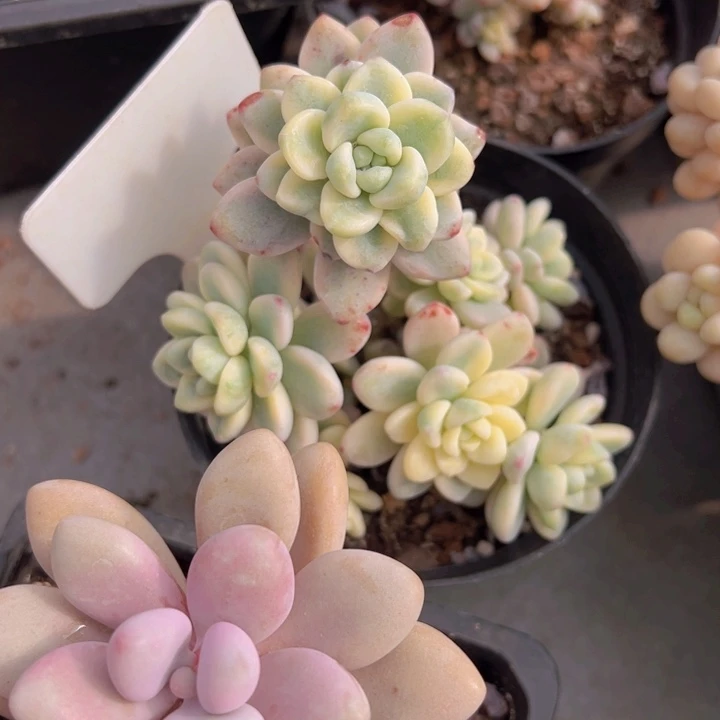 健健康康平平安安