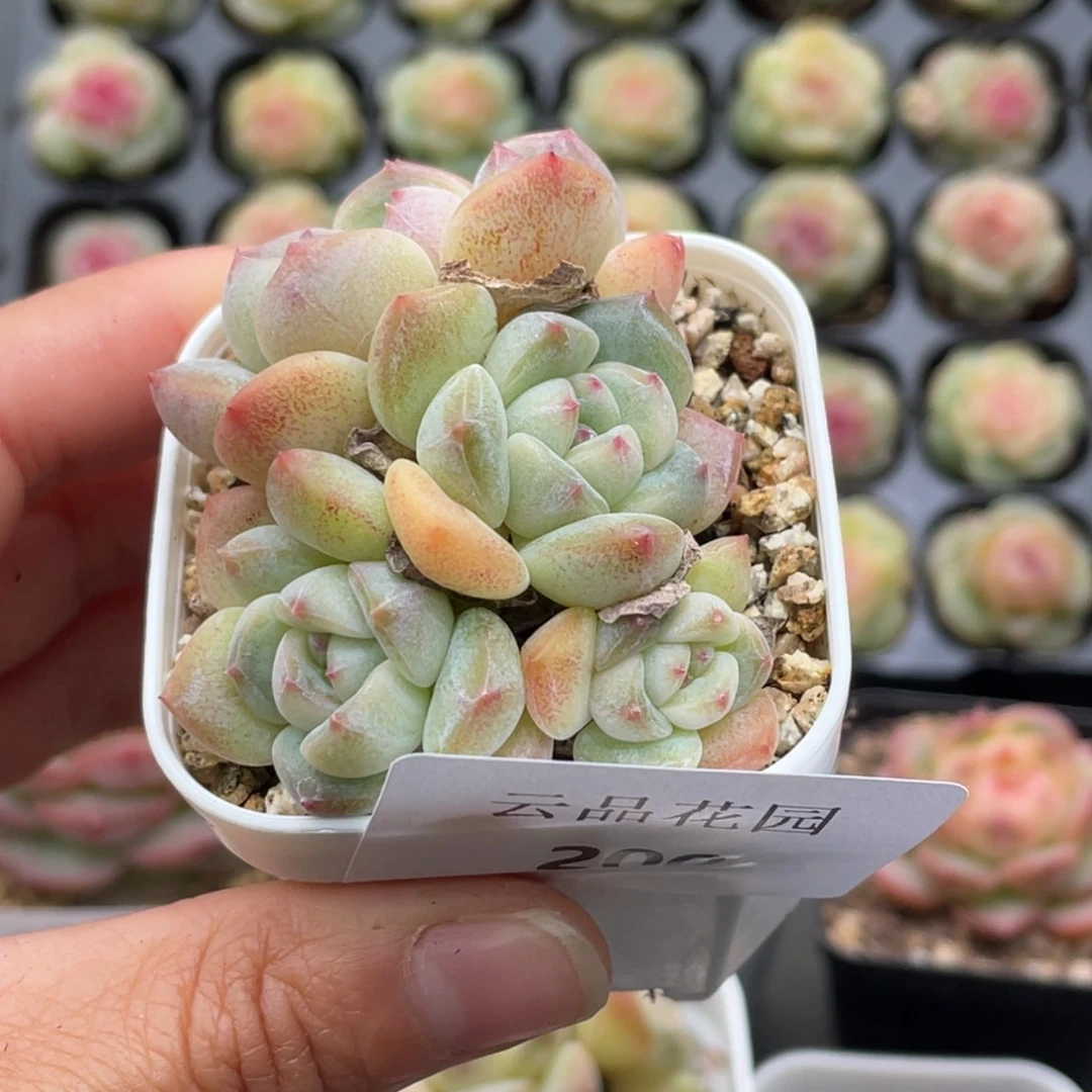 200号糖心冰心珍妮