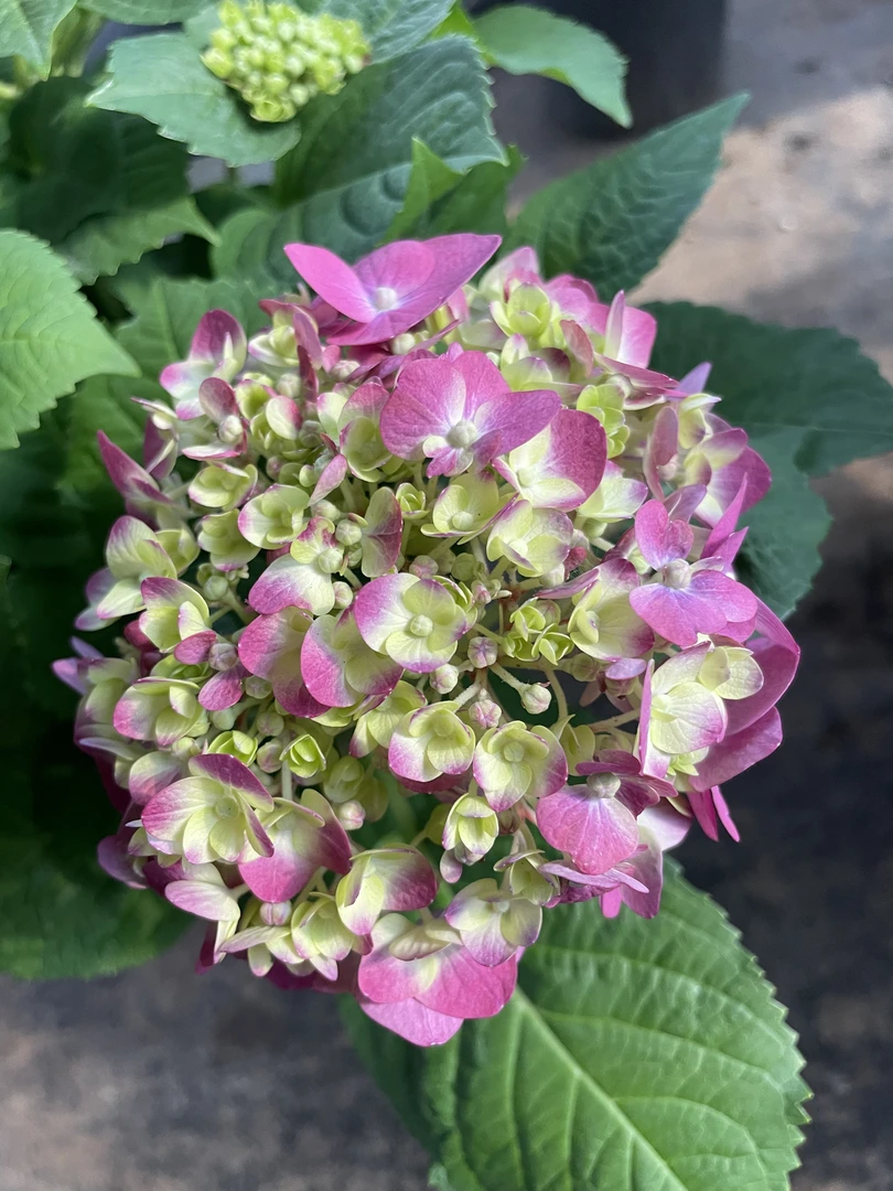 绣球（五代无尽夏）可盆栽地栽