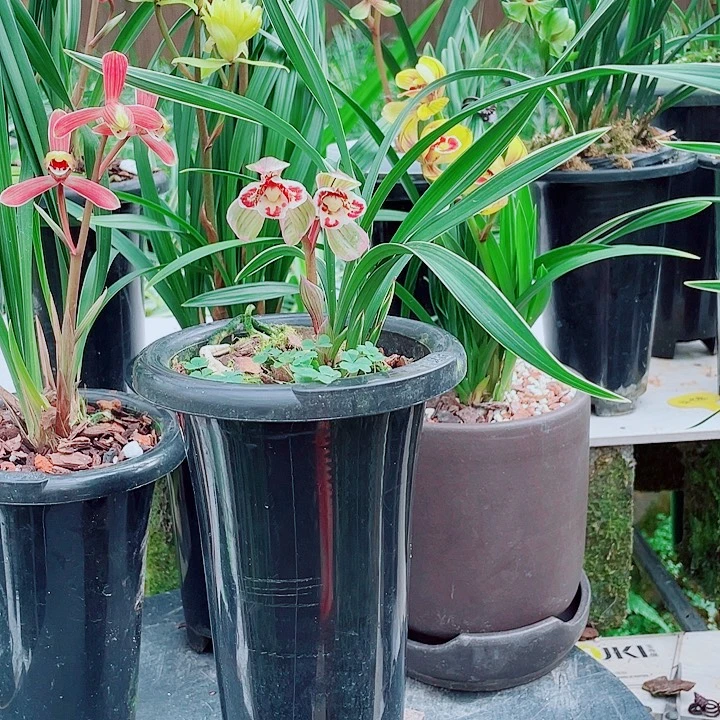 收***匠完全开放一物一漂亮开花