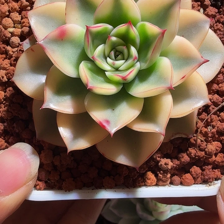 斗牛士锦多肉植物