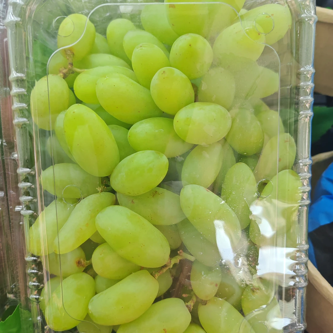 【脆甜】无籽青提葡萄约1公斤/份新疆维吾尔自治区