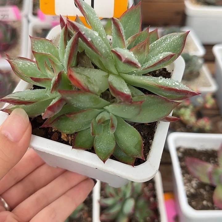 枫****61 惊鸿仙子多肉植物