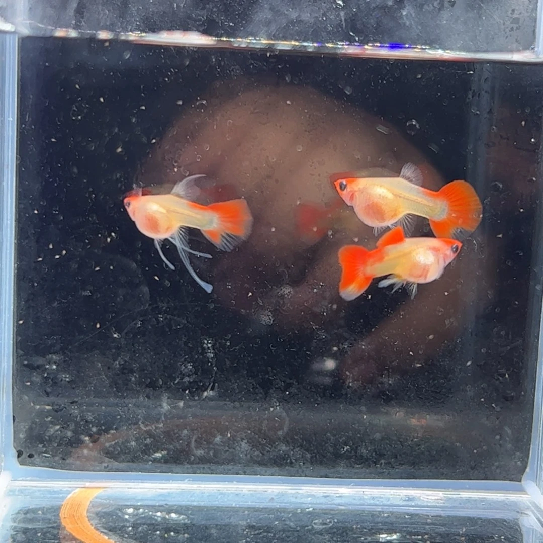 孔雀鱼深海蓝111111111