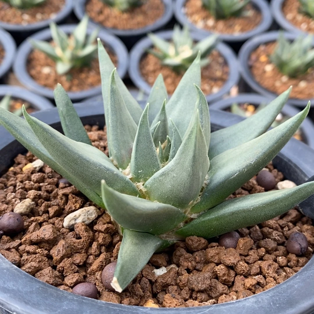 实生龙牙11.3cm福利福利