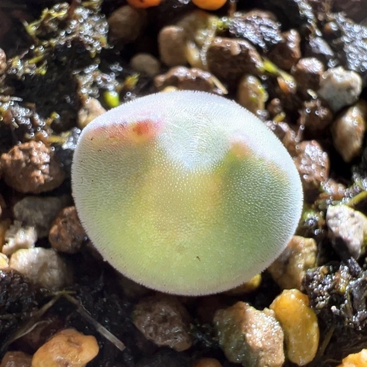 574。青蛙2年特球体特矮胖大眼睛。