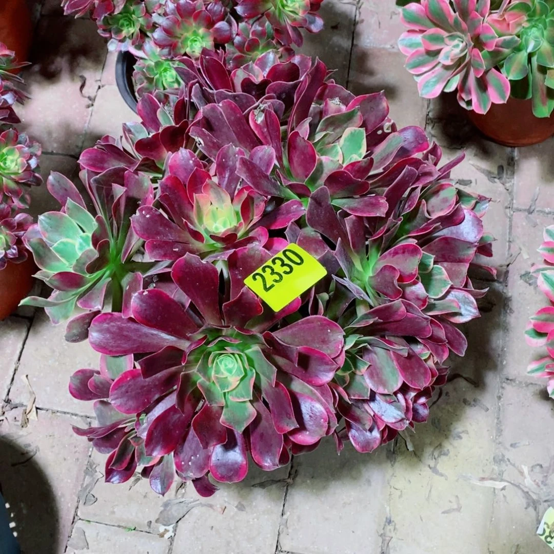 金丝雀多肉植物2330