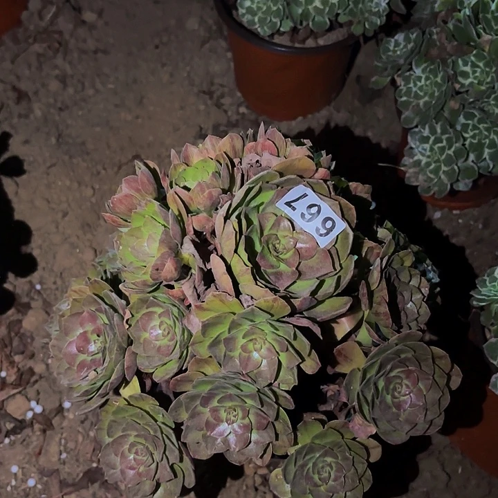667桃花石多肉植物不售后