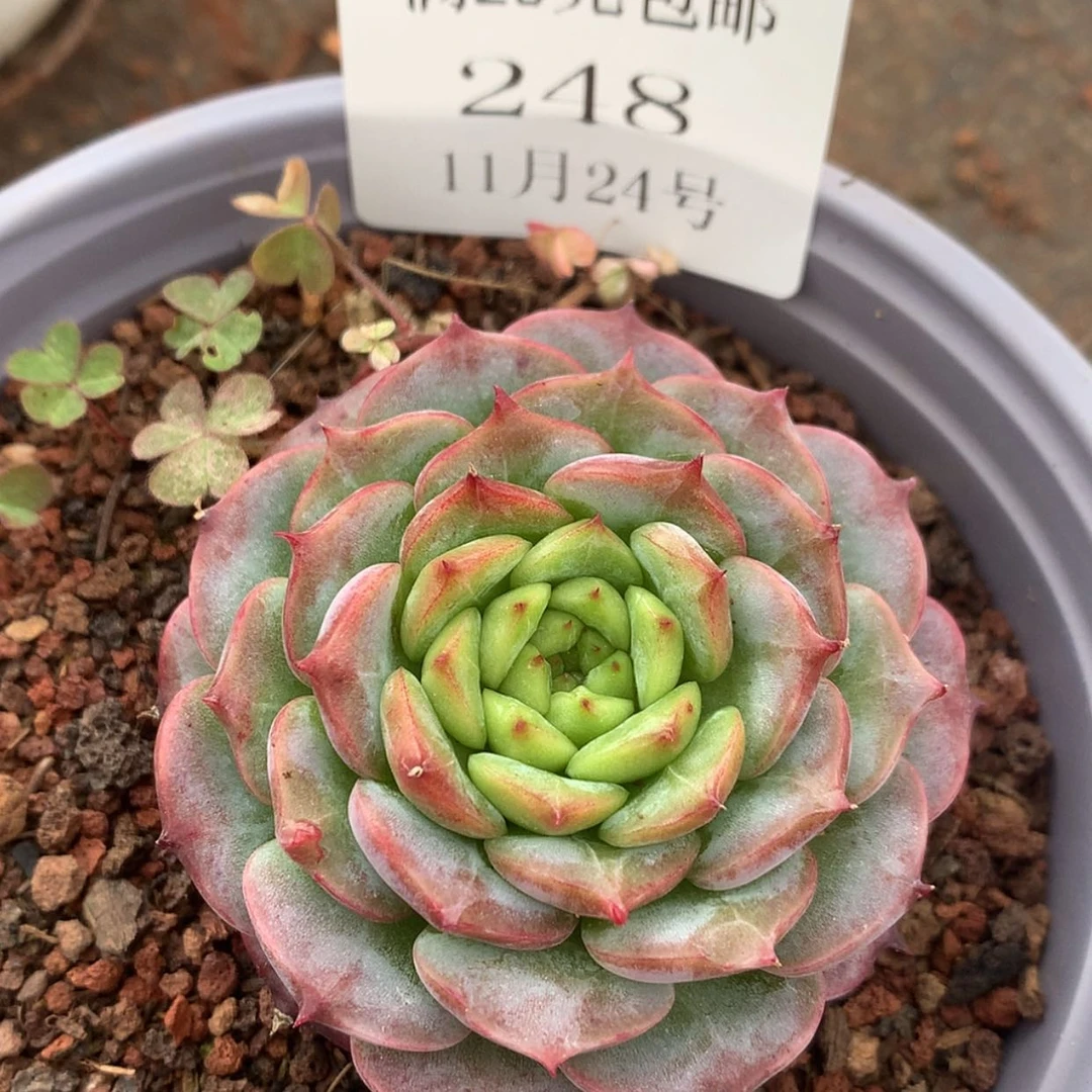【闪购商品】云248号