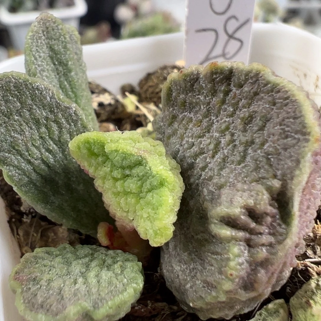 w旋风造型实生新品