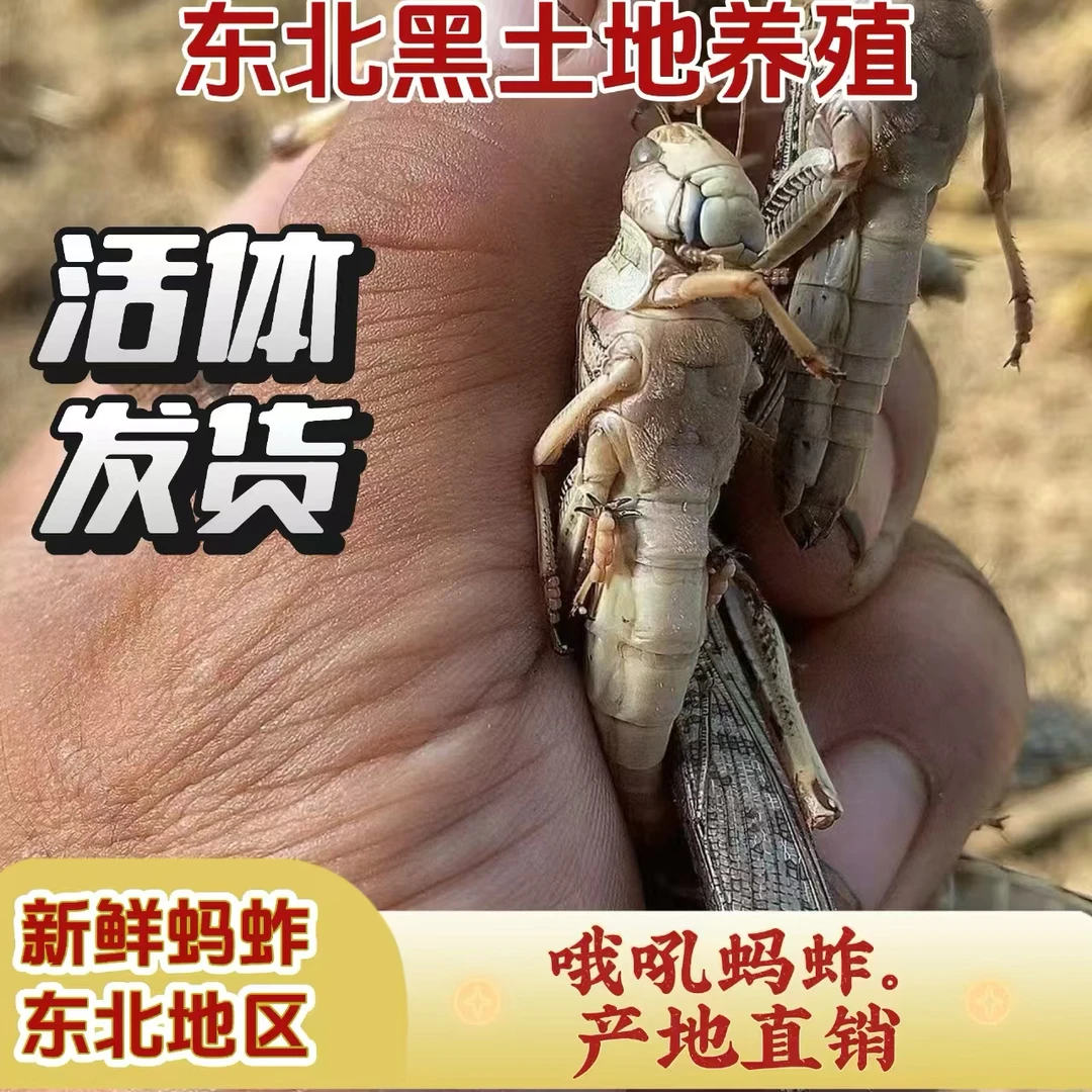 一斤现抓公母混合东北地区活体发货(蛋白过敏者禁止食用)