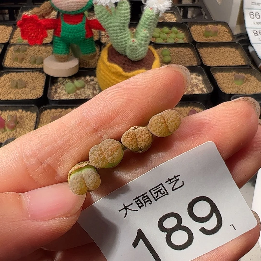 莓*汽0000189一物一拍。