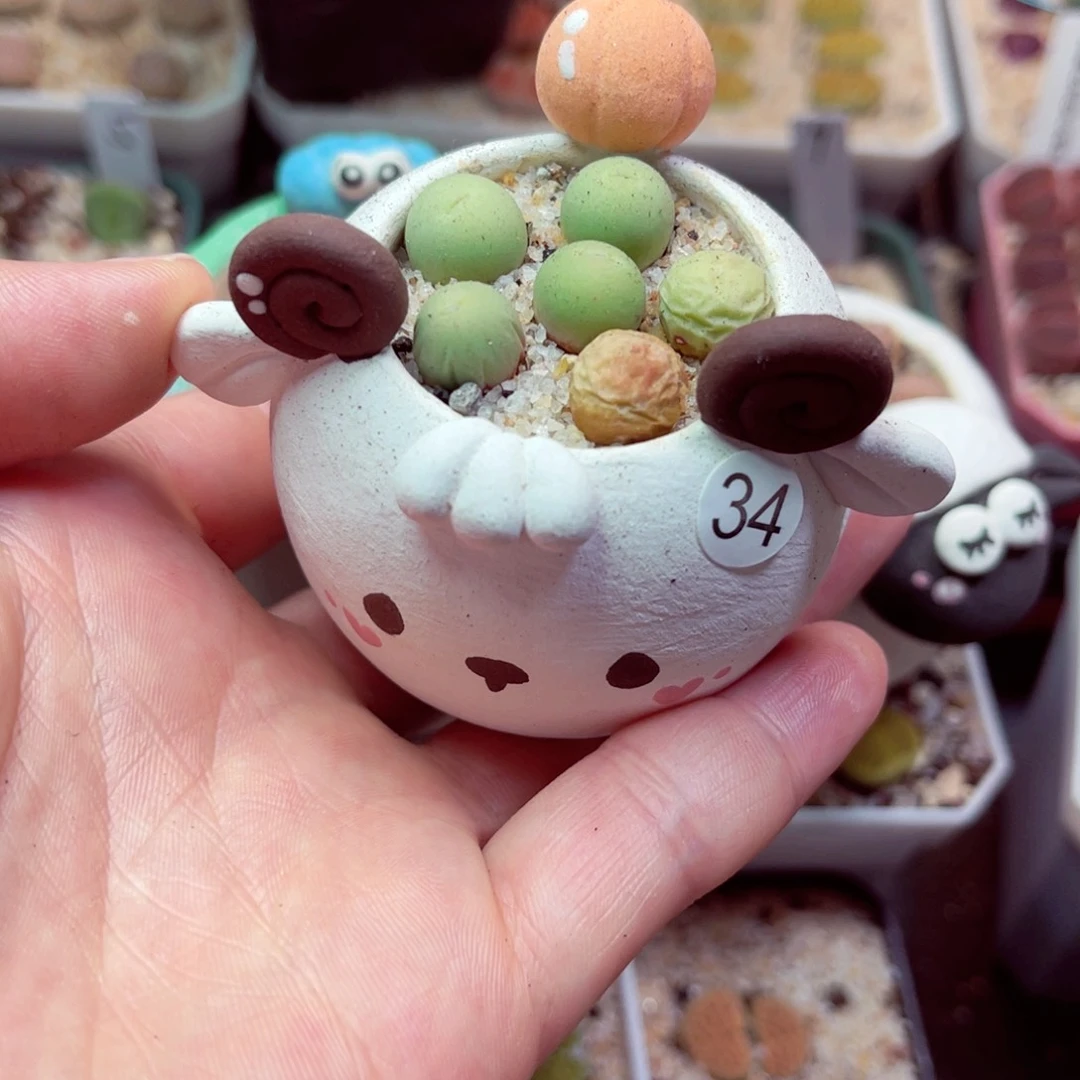 冉*冉34号带盆包邮发货