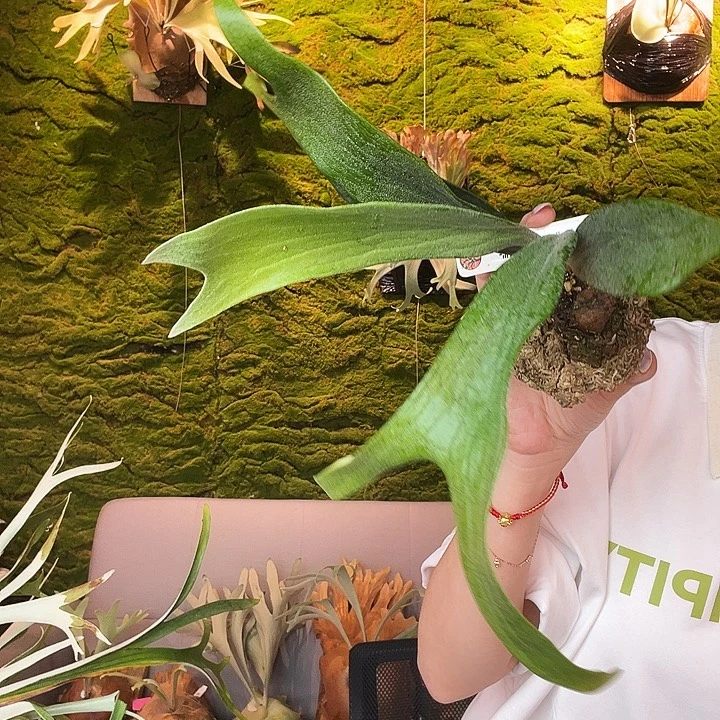 不开花植物银白猫路易斯