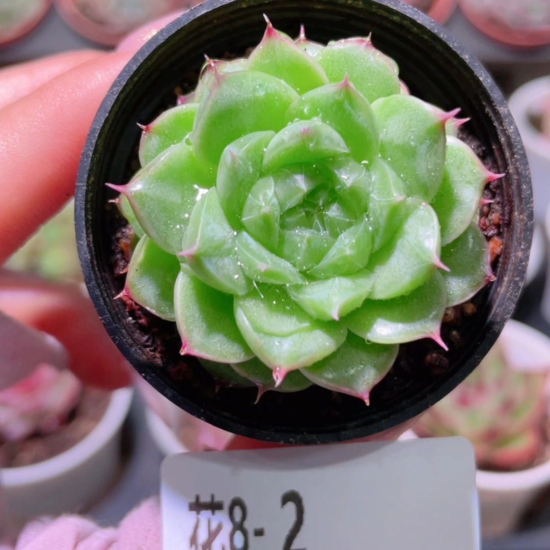 花利美8-2新品单头