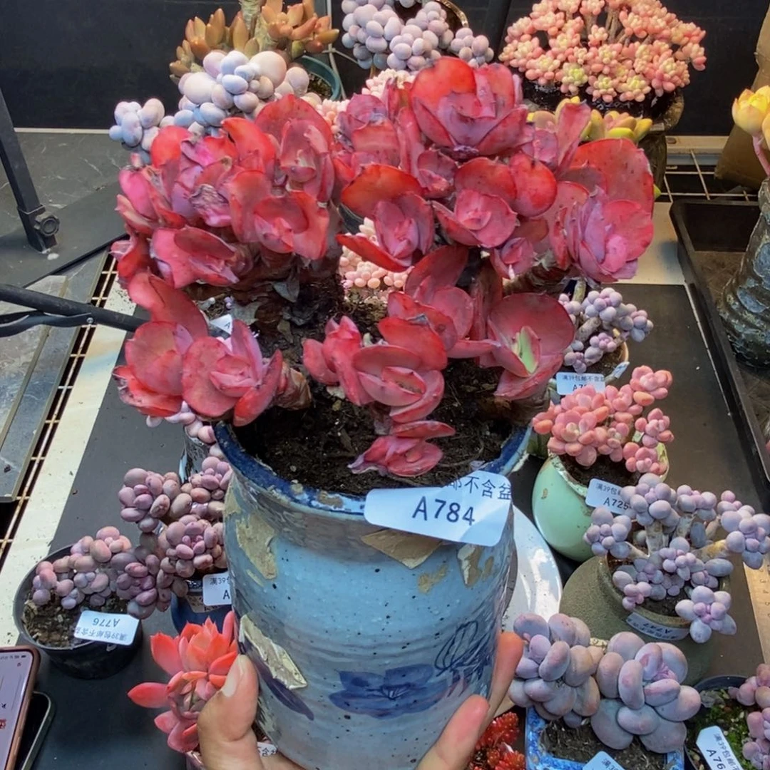 784秀妍多肉肉13c m