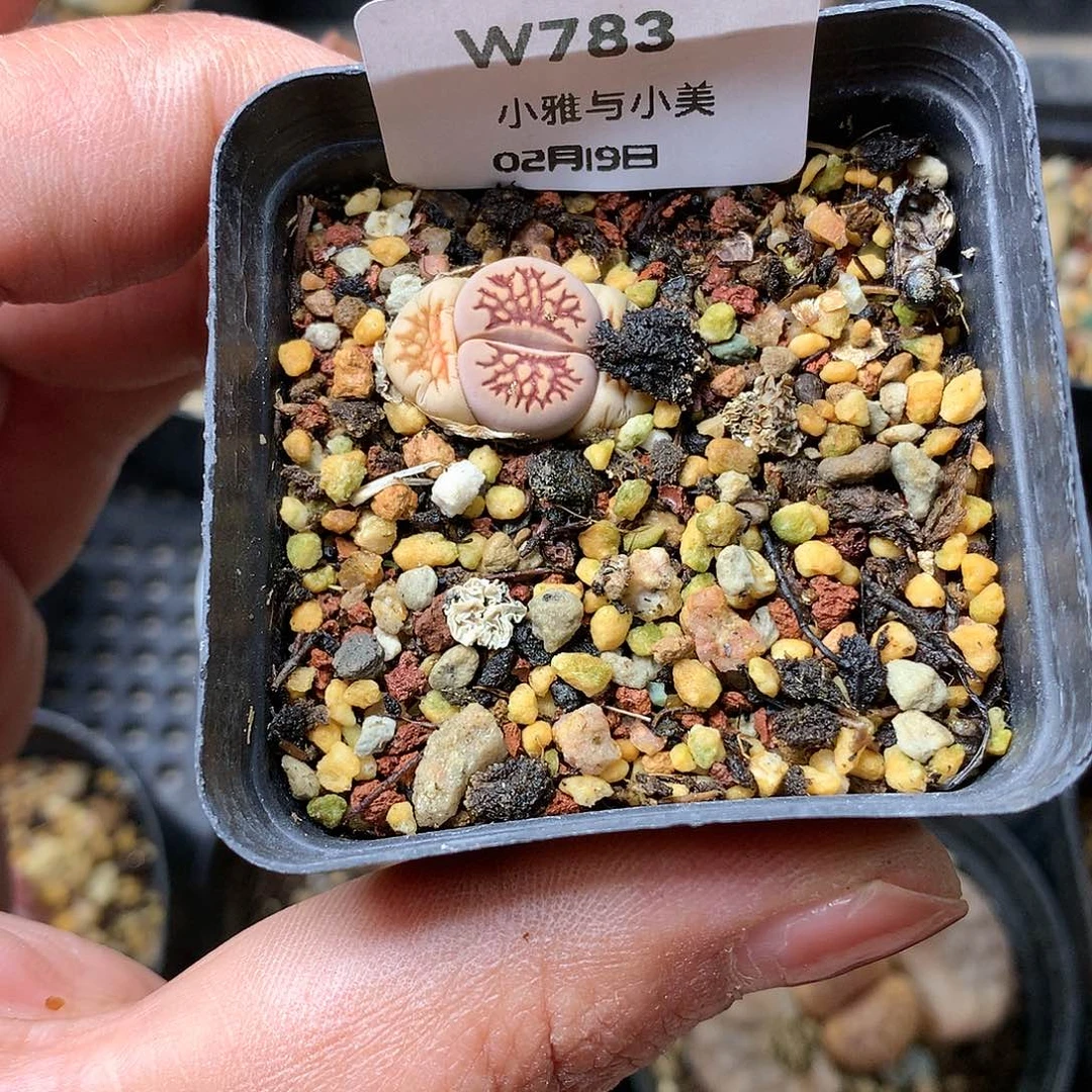 淼*W783多肉植物保护
