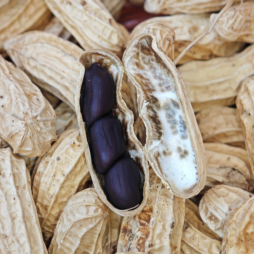 云南富硒黑花生带壳干花生2025年新货生花生自然晒干香甜十足