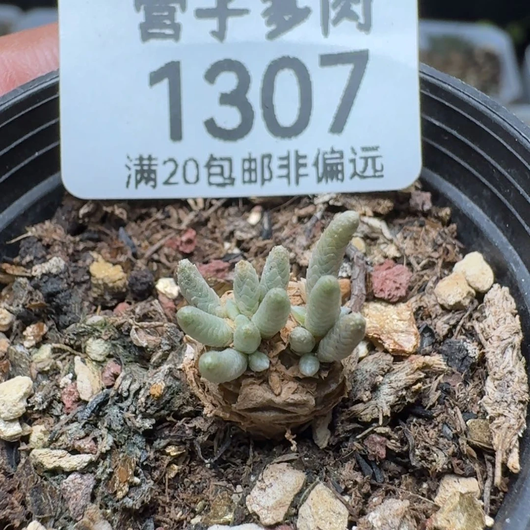 红花韧锦带盆土。