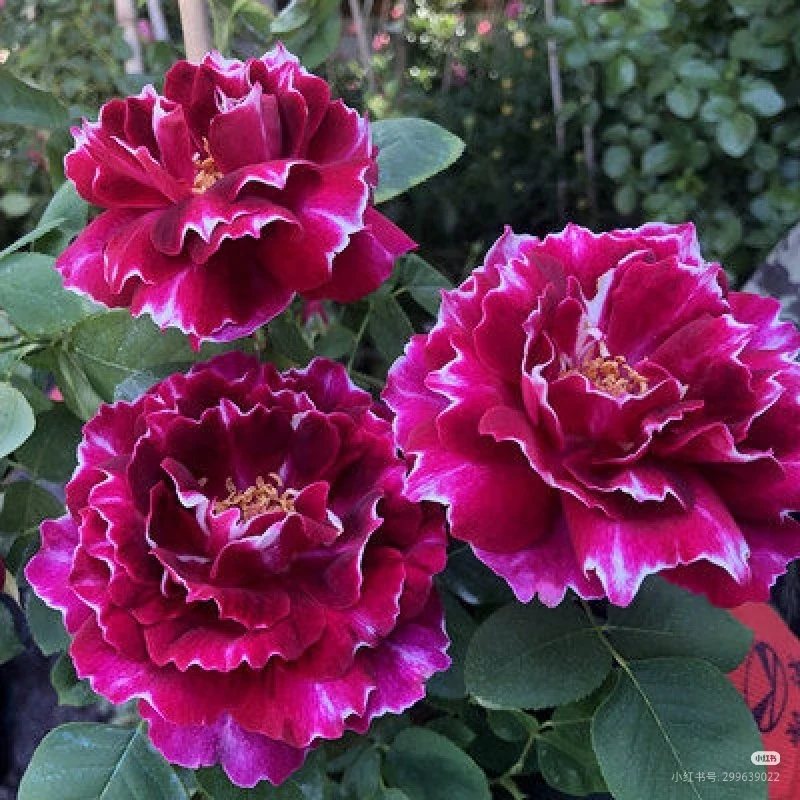 紫袍玉带攀缘藤本月季花浓香型大花月季