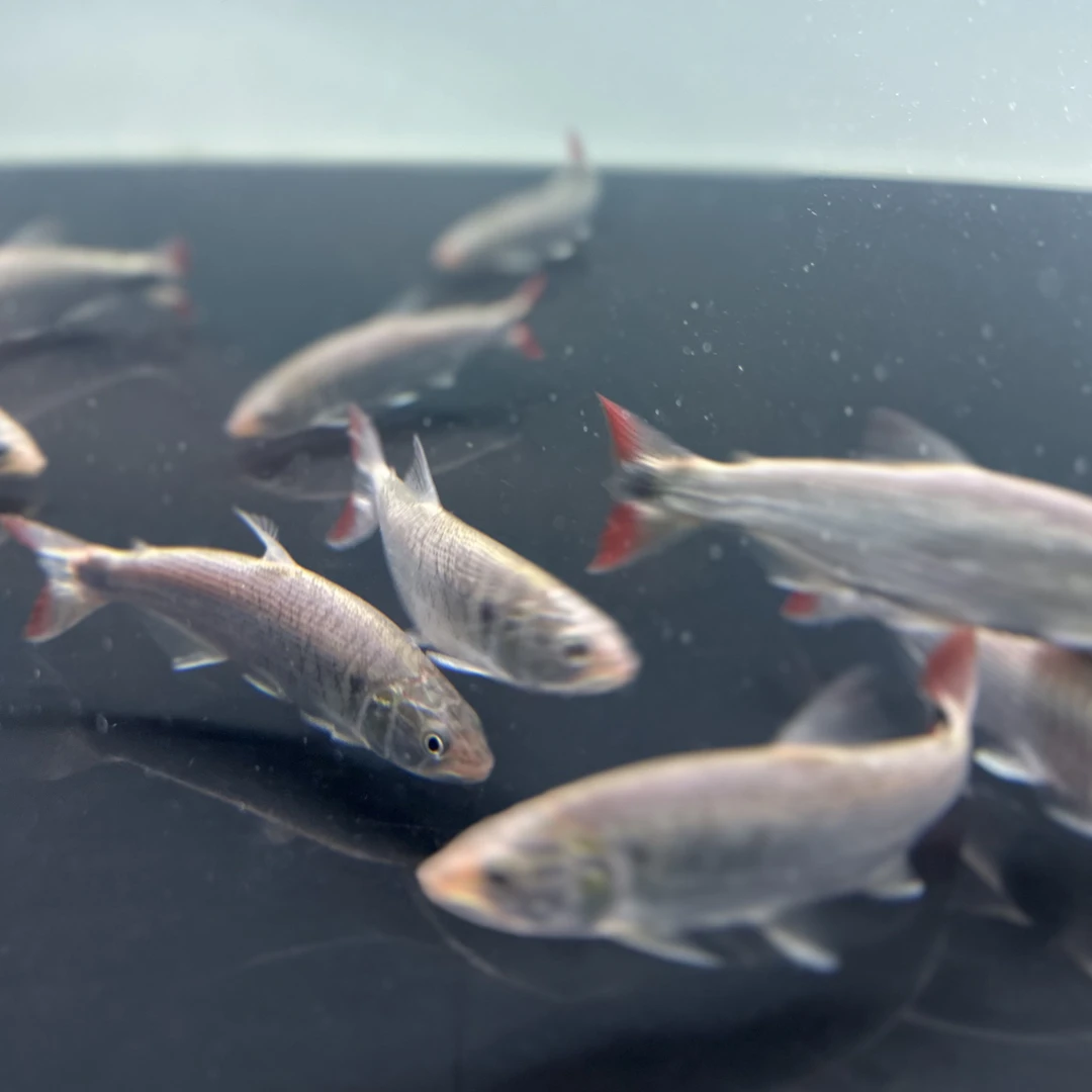 彩虹河虎鱼10到12公分