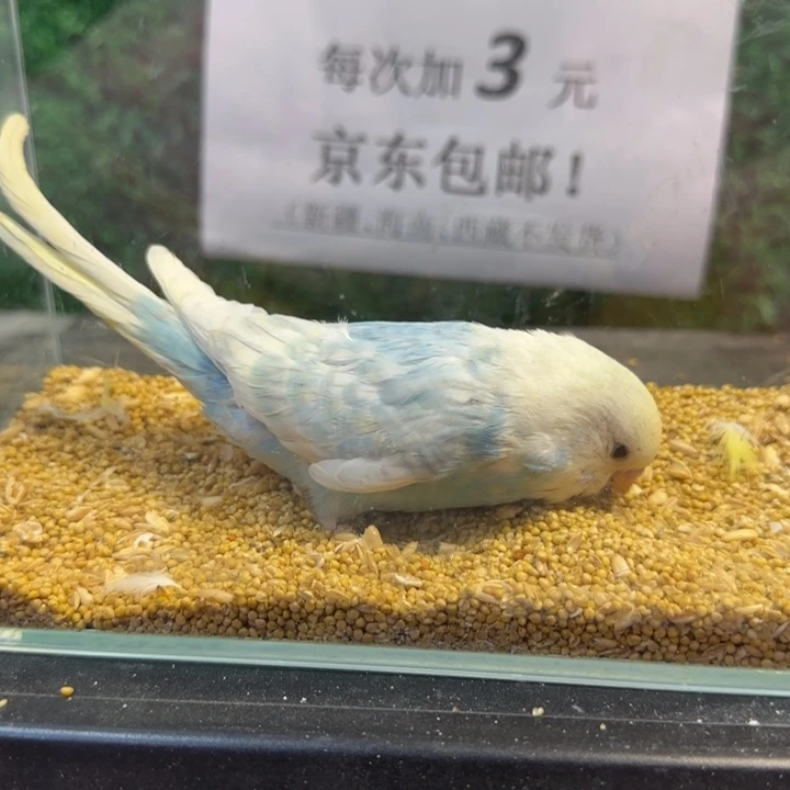 虎皮鹦鹉小头虎皮鹦鹉
