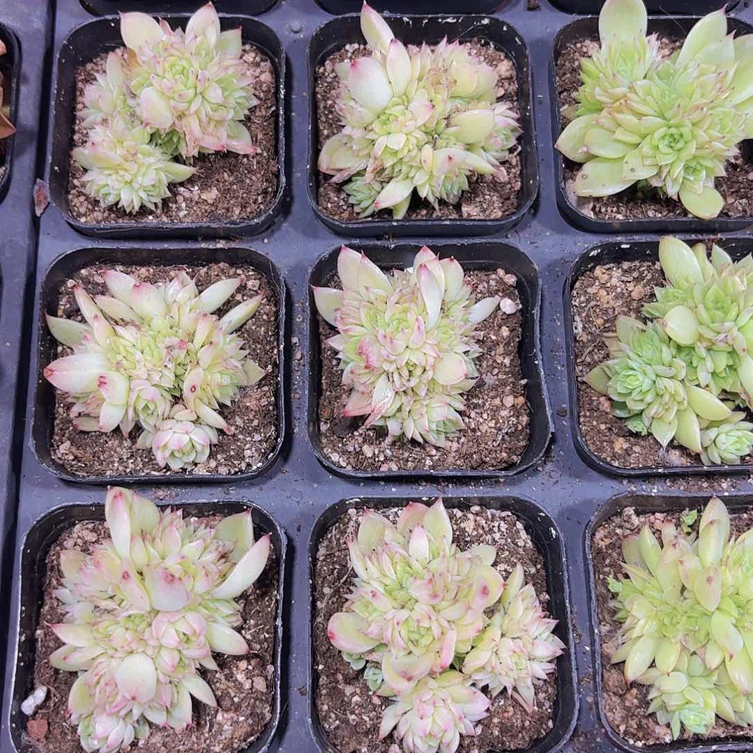 精品蝴蝶麦秆多肉植物