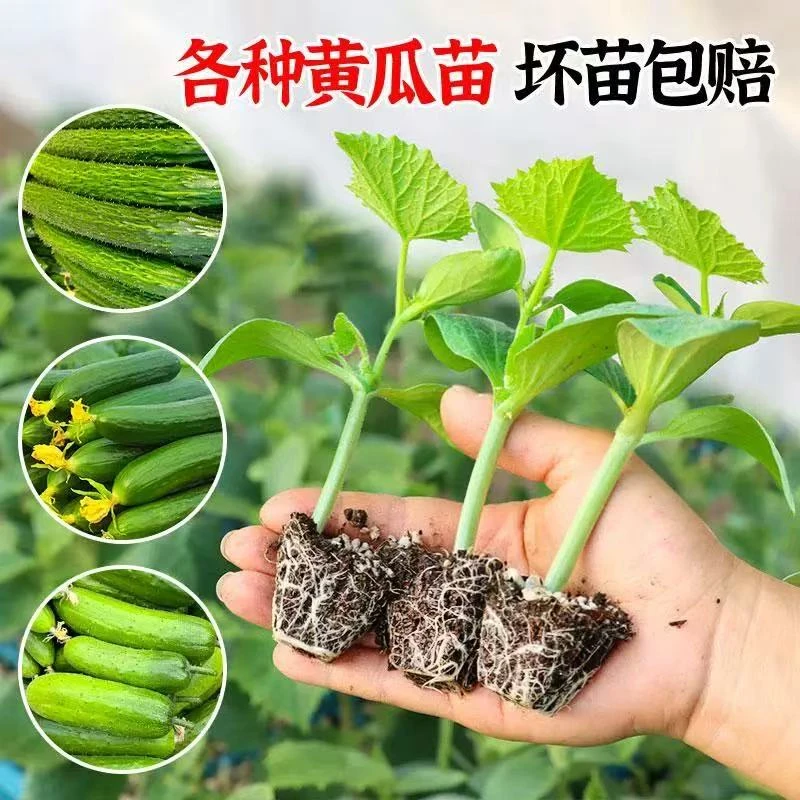 各种黄瓜苗大黄瓜苗水果黄瓜玉米小黄瓜基地直发对标对版