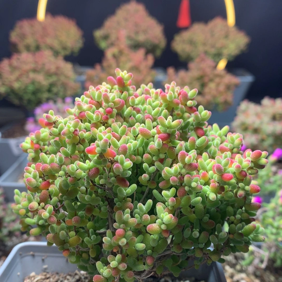 c099蜜橘枝干番杏